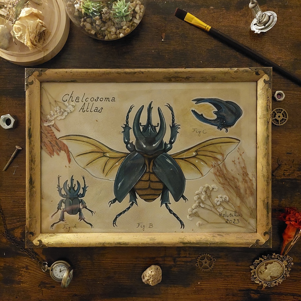 Chalcosoma Atlas
