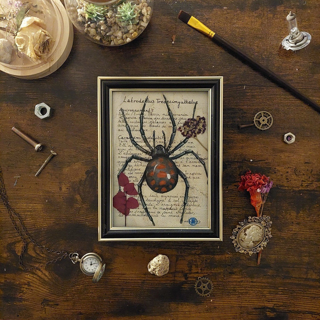 Latrodectus Tredecimguttatus