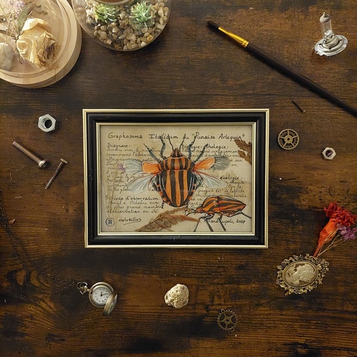 Graphosoma Italicum