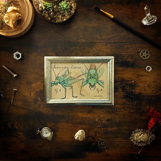 Neobarretia Victoriae